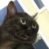 Cats 9