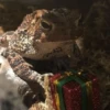 Toads and Frogs 16