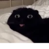 Cats 10