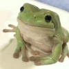 Toads and Frogs 18