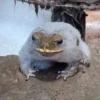 Toads and Frogs 19