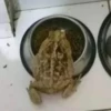 Toads and Frogs 20