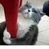 Cats 11