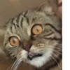 Cats 12