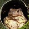 Toads and Frogs 21