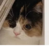 Cats 13