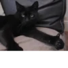 Cats 15