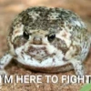 Toads and Frogs 22