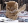 Cats 16