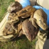 Toads and Frogs 25