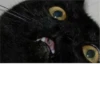 Cats 17