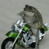 Toads and Frogs 26