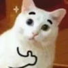 Cats 18