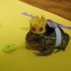 Toads and Frogs 27