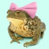 Toads and Frogs 28