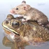 Toads and Frogs 29
