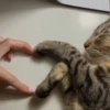 Corazón de pata