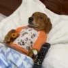 mais telexorros 8