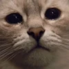 Cats — 10