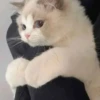Gatito pegajoso