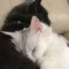 Siesta juntitos