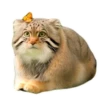 Spring manul @anime4_arts 7