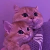 Dos preciosos