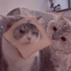 Gato tostada