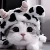 Gorro vaca