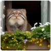 Spring manul @anime4_arts 11