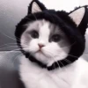 Gato sombrero