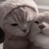 Amigos dormidos