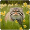 Spring manul @anime4_arts 12