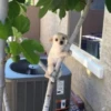 mais telexorros 17