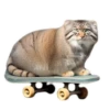 Spring manul @anime4_arts 15