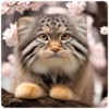 Spring manul @anime4_arts 16