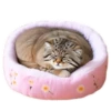 Spring manul @anime4_arts 18
