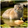 Spring manul @anime4_arts 20