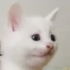 @kitygifs 3