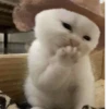 Kucing - widya 6