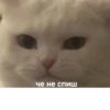 че не спиш