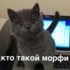 morphy chat котики @whymorphy 6