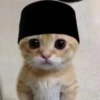 Kucing - widya 7