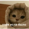 morphy chat котики @whymorphy 7