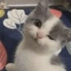 Kucing - widya 8