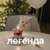 morphy chat котики @whymorphy 8