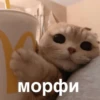 morphy chat котики @whymorphy 9