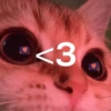 morphy chat котики @whymorphy 10