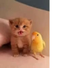 @kitygifs 8