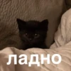 morphy chat котики @whymorphy 11